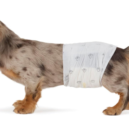 Product Image 1 - Amazon Basics Male Dog