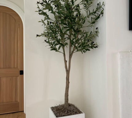 Product Image 4 - Mosser Lee Spanish Mos