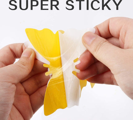 Product Image 5 - Fruit Fly Traps Fungus