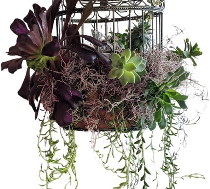 Product Image 7 - Mosser Lee Spanish Mos