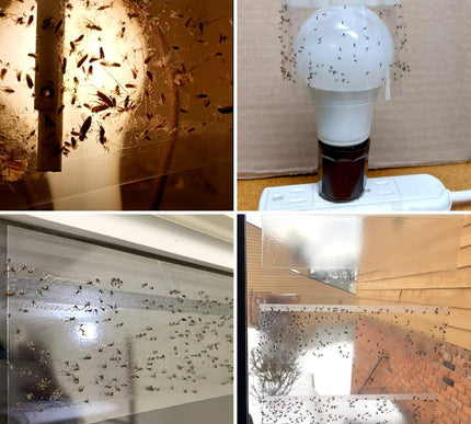 Product Image 6 - LFSYS 50 Pack Window F