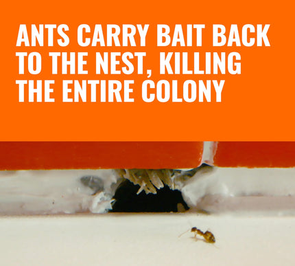 Product Image 3 - TERRO Ant Killer Bait 