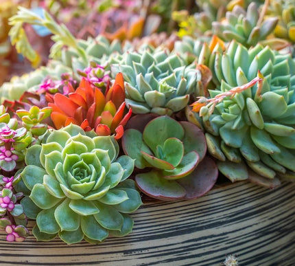 Product Image 8 - Back to the Roots 100 