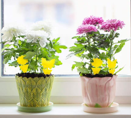 Product Image 7 - Fruit Fly Traps Fungus