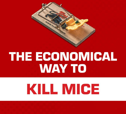 Product Image 5 - Tomcat Mouse Traps Woo