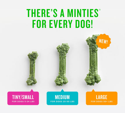 Product Image 5 - Minties Dental Chews f