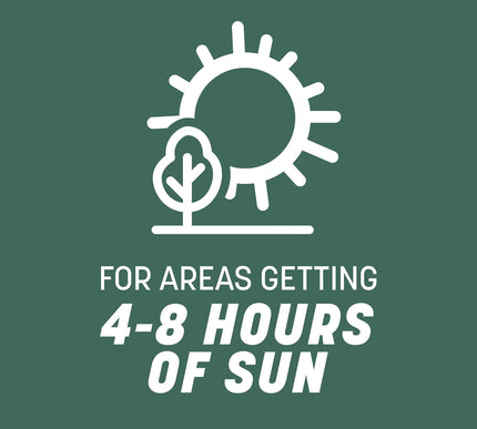 Product Image 8 - Pennington Kentucky 31