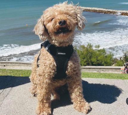 Product Image 7 - Best Pet Supplies Voya