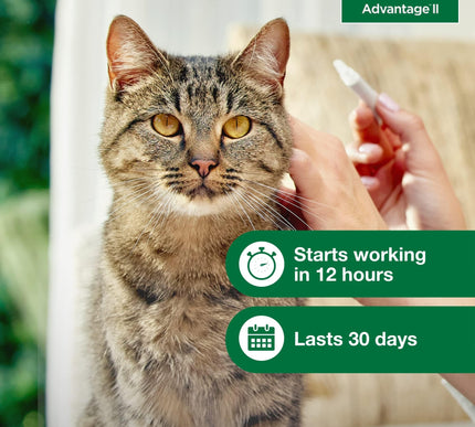 Product Image 5 - Advantage II Large Cat