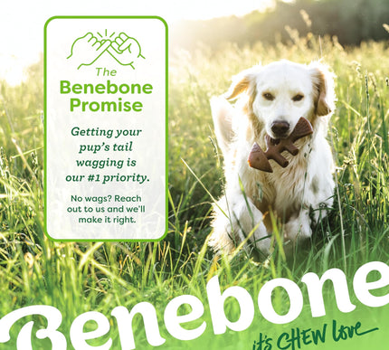 Product Image 6 - Benebone 2-pack Fishbo