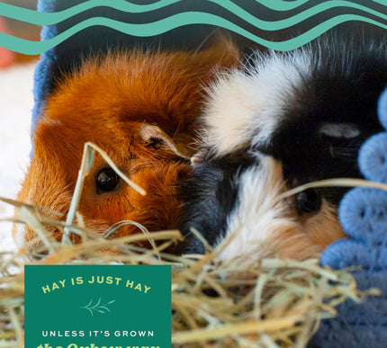 Product Image 4 - Oxbow Animal Health We