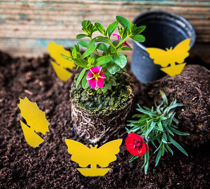 Product Image 2 - Fruit Fly Traps Fungus