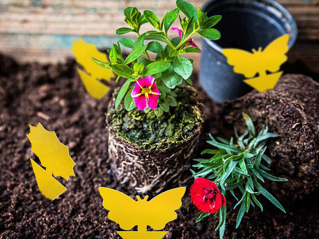 Product Image 2 - Fruit Fly Traps Fungus