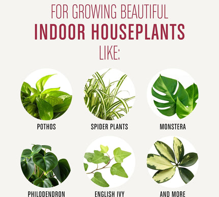 Product Image 7 - MiracleGro Houseplant 