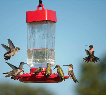 Product Image 6 - Kaytee Hummingbird Ele