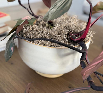 Product Image 2 - Mosser Lee Spanish Mos