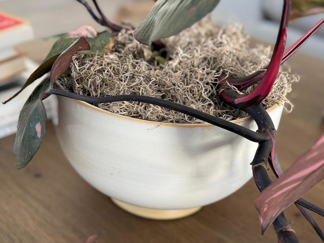 Product Image 2 - Mosser Lee Spanish Mos