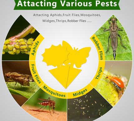 Product Image 5 - Landisun Fruit Fly Tra