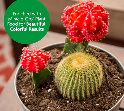 Product Image 5 - MiracleGro Cactus Palm