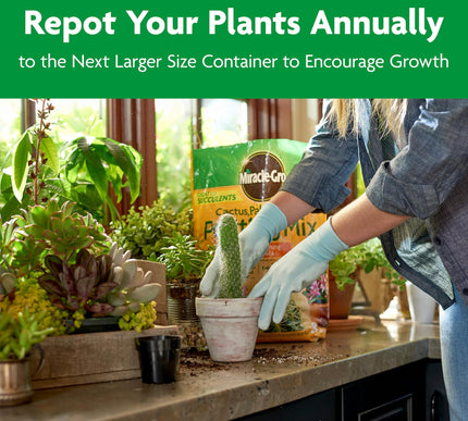 Product Image 8 - MiracleGro Cactus Palm