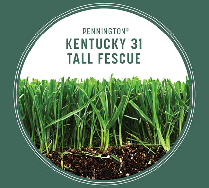 Product Image 5 - Pennington Kentucky 31