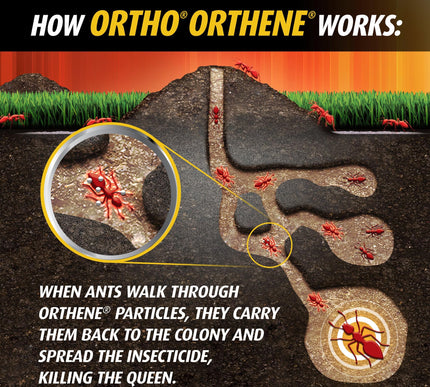 Product Image 7 - Ortho Orthene Fire Ant