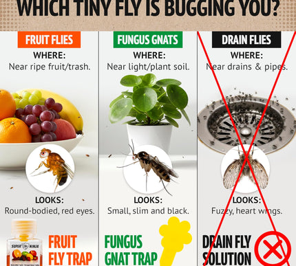 Product Image 2 - Super Ninja Fruit Fly 