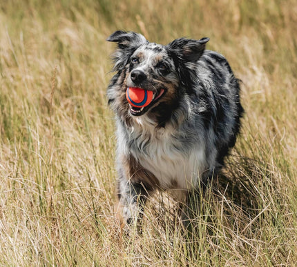 Product Image 2 - Chuckit! Ultra Ball Do