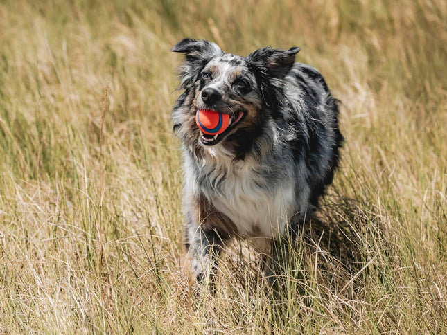 Product Image 2 - Chuckit! Ultra Ball Do